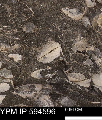 Protocardia sp.