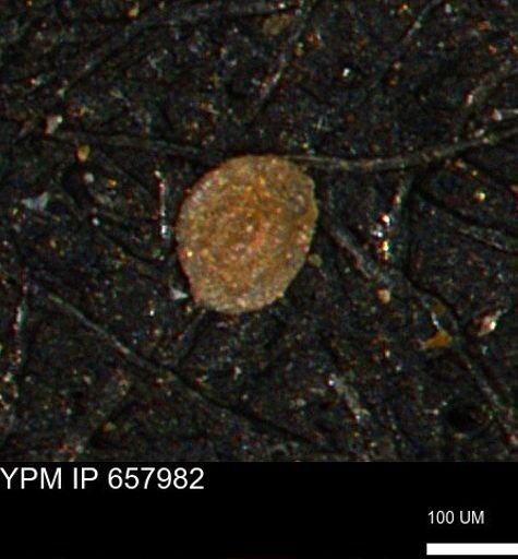 Spirolocammina subcircularis