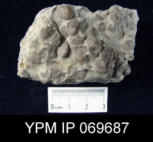 Zygospira recurvirostris