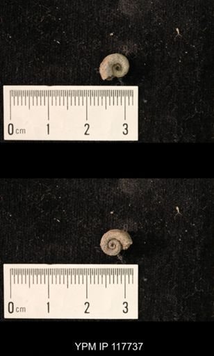 undet. Gastropoda