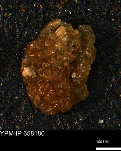 Ammobaculites euides