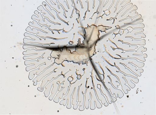 Cratena pilata