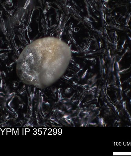 undet. Foraminiferida