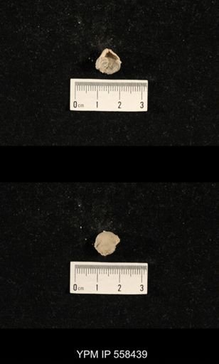 Phricodothyris sp.