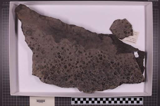 mixed taxa, stratigraphic collection