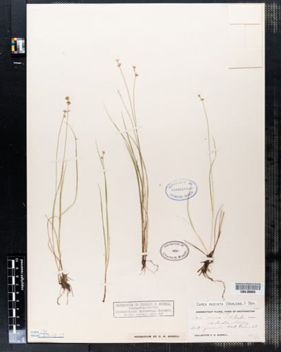 Carex radiata
