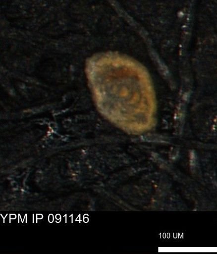 Spirolocammina subcircularis