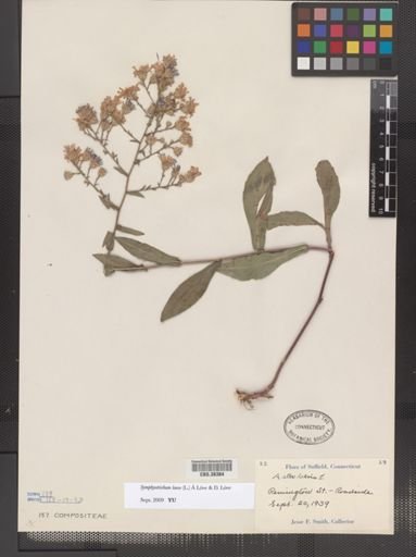 Symphyotrichum laeve