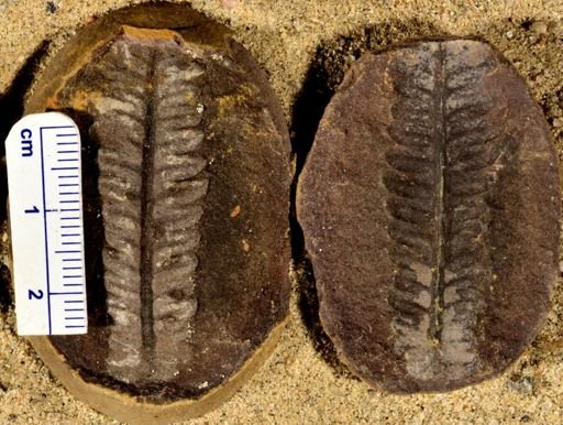 Pecopteris sp.