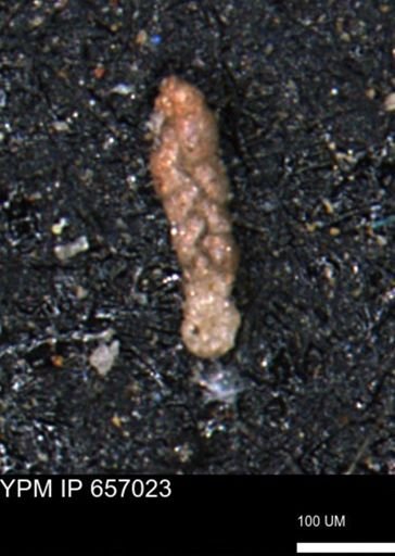 Ammobaculoides whitneyi