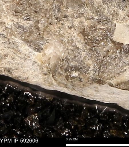 undet. Mollusca
