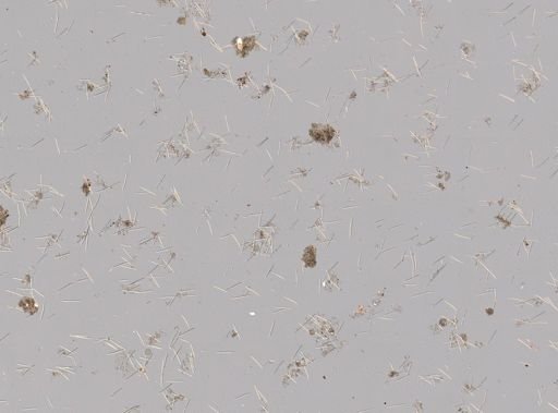Haliclona sp.
