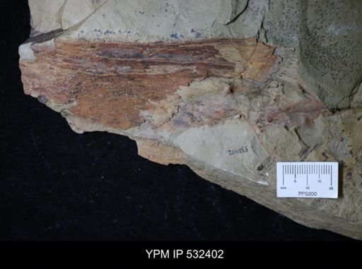 undet. Arthropoda