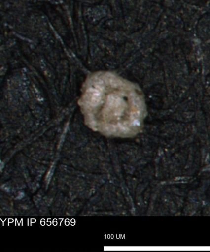 Miliammina ischnia