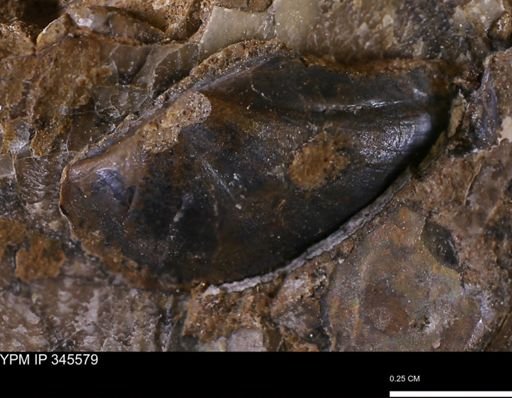 undet. Bivalvia