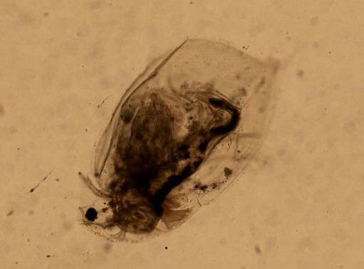 Daphnia pulex