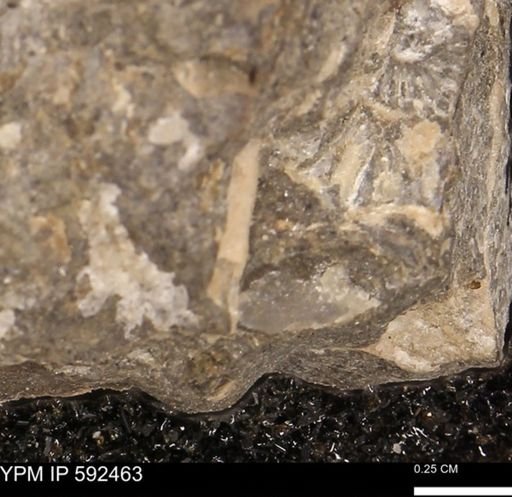 undet. Ammonoidea