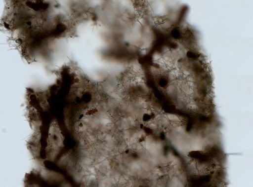 Haliclona (Soestella) caerulea