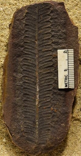 Pecopteris sp.