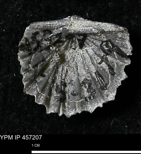 Stropheodonta erratica solidicosta