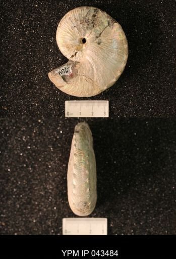 Hoploscaphites nicolletii