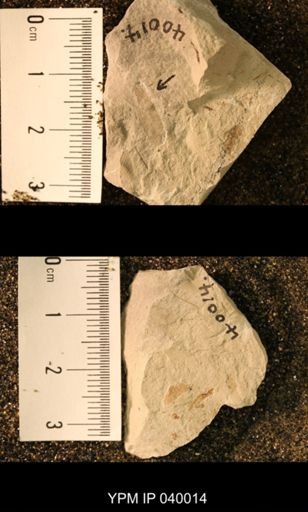 Probnis speciosa