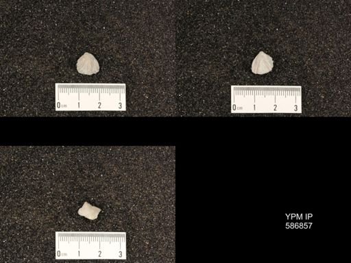 Rhynchotrema anticostiensis