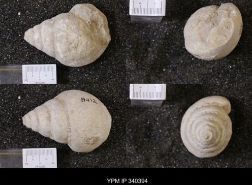 Tylostoma tumidum