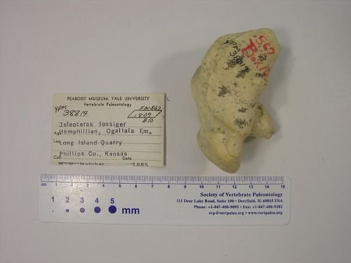 Teleoceras fossiger