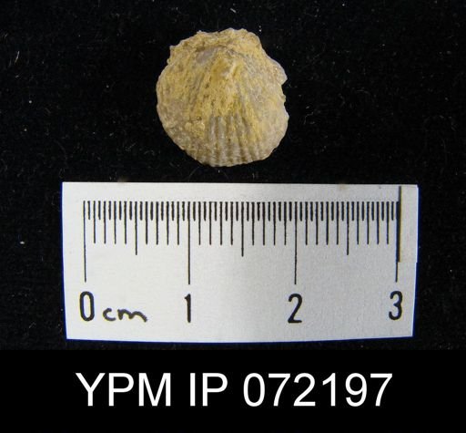 Atrypa tennesseensis