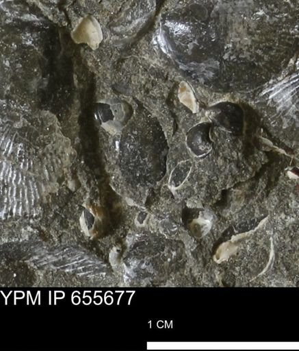 undet. Bivalvia