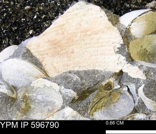undet. Mollusca