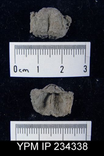 Marginifera wabashensis