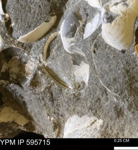 Protocardia sp.