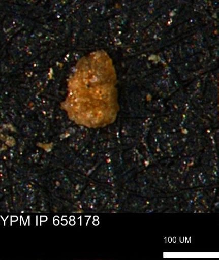 Ammobaculites euides