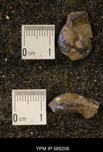 Discoscaphites rossi