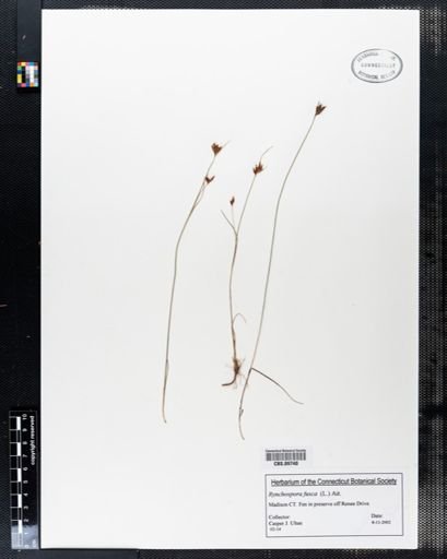 Rhynchospora fusca