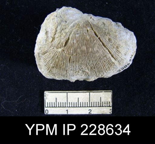 Derbya sp.
