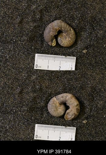 Scaphites whitfieldi