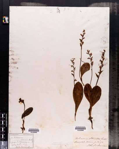 Habenaria