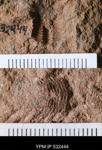 undet. Trilobita