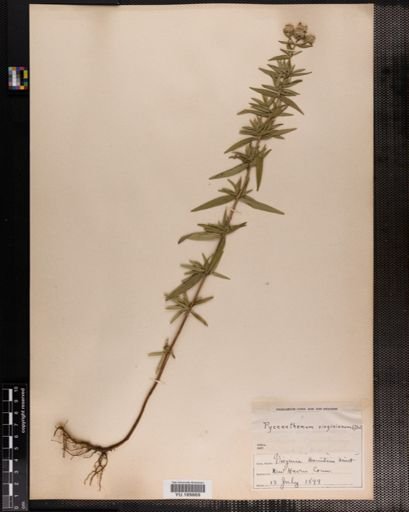 Plantae
