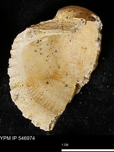 Scapharca transversa