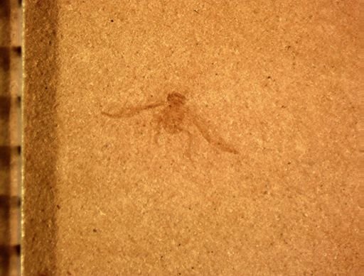 Auchenorrhyncha?