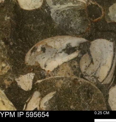 Protocardia sp.