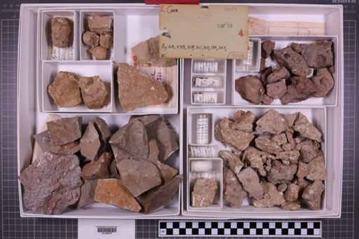 mixed taxa, stratigraphic collection