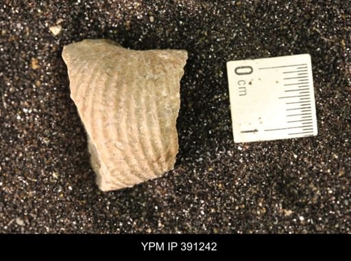 Scaphitidae