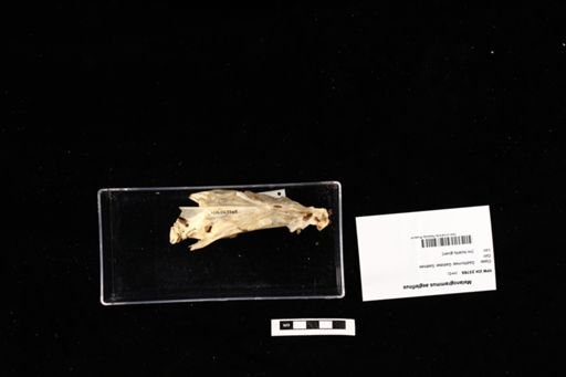 Melanogrammus aeglefinus