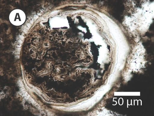 Variomargosphaeridium aculeiparvum