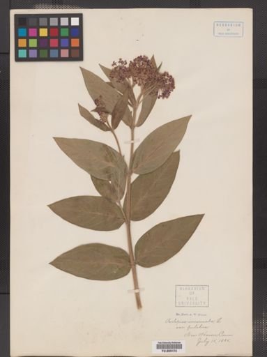 Asclepias incarnata